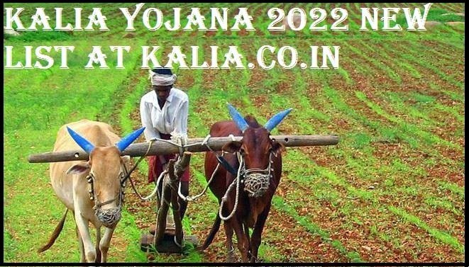 Odisha KALIA Yojana 2022: Online Apply at kalia.odisha.gov.in